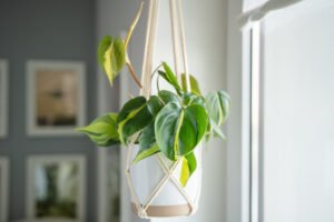 Philodendron Brasil