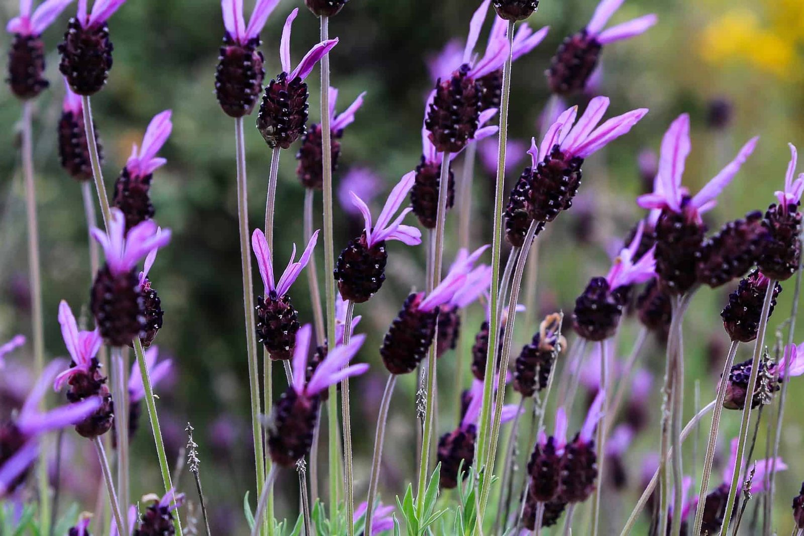 Spanish Lavender