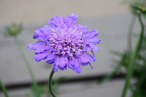 Pincushion Flower