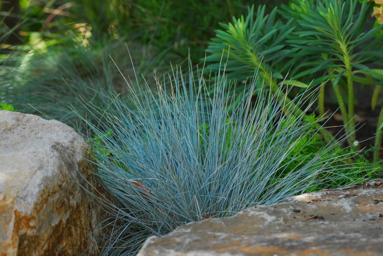 Blue Fescue