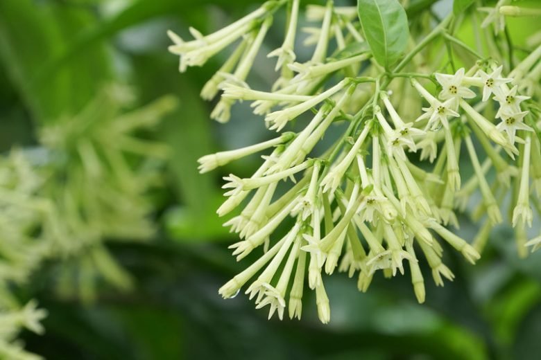 Night-Blooming Jasmine